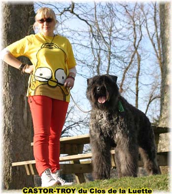 bouvier des flandres du clos de la luette - copyright d&eacute;pos&eacute;